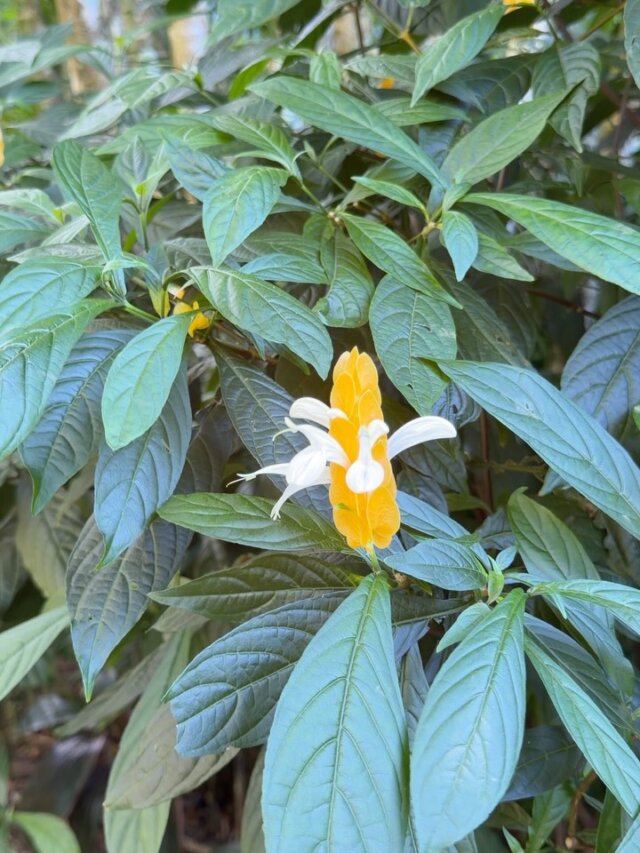 ハレイワタウン でオススメの写真スポット 6選 → 9選 - NobbyLand Hawaii